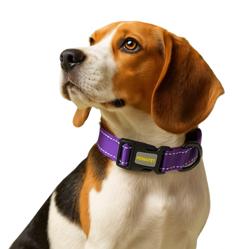 Who We Are – Homapet | Premium Pet Accessories Brand in California