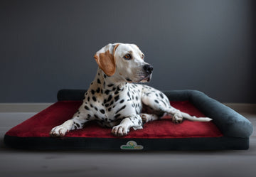 Restful Slumbers and Beautiful Spaces: Dog Beds That Fit Your Style