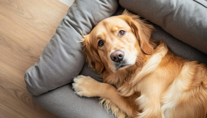 The Role of Dog Accessories in Enhancing Your Pet’s Comfort and Health