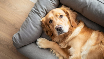 The Role of Dog Accessories in Enhancing Your Pet’s Comfort and Health