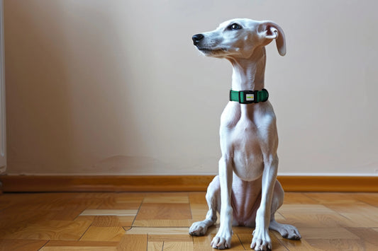 Stress and Safety Research: Introducing Our Padded Handle Dog Collar