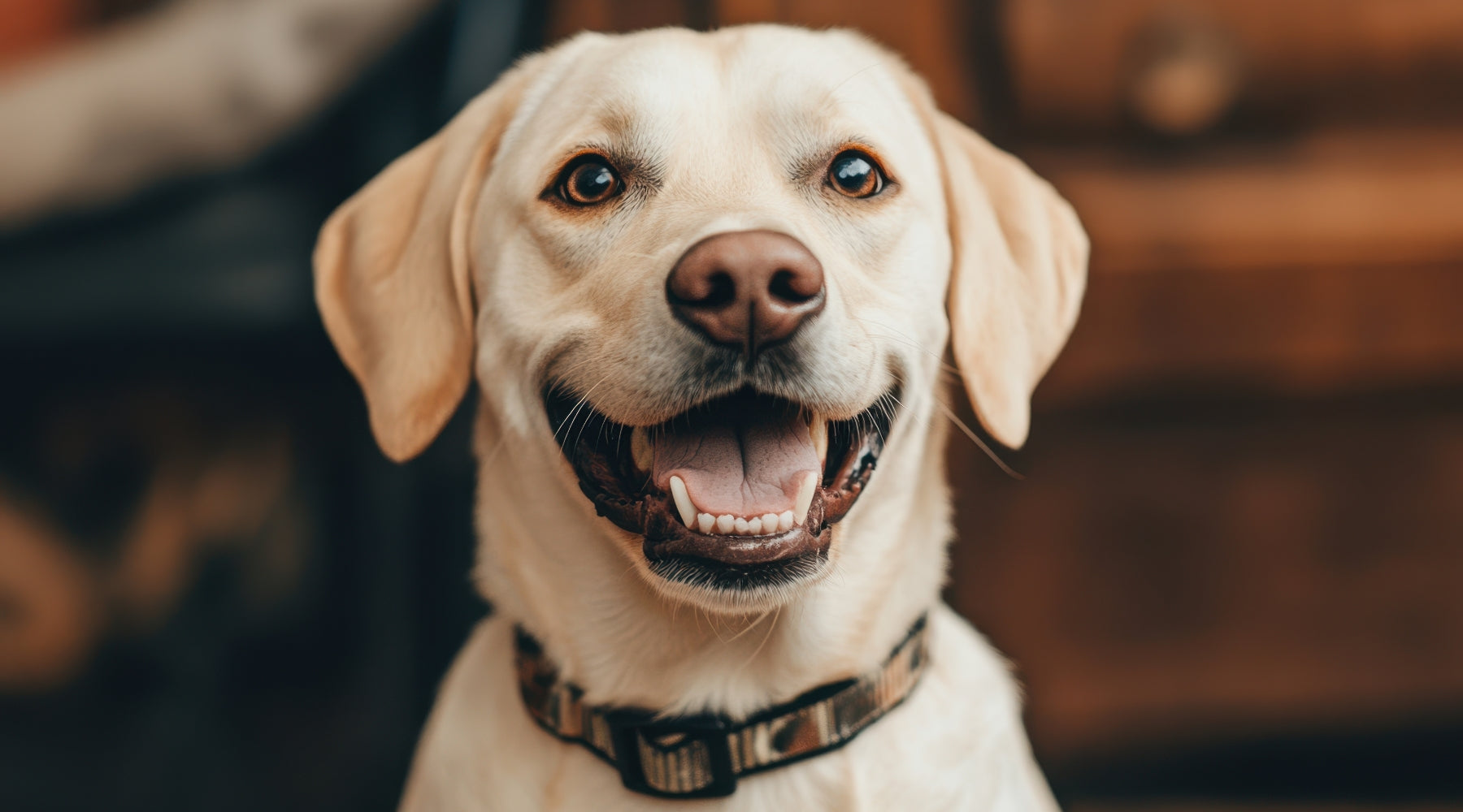 Find the Perfect Dog Collar: Comfort and Safety for Your Best Friend