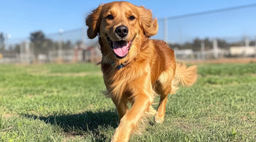 Pet-Friendly Outdoor Activities: Fun Ways to Explore the Great Outdoors with Your Furry Friend