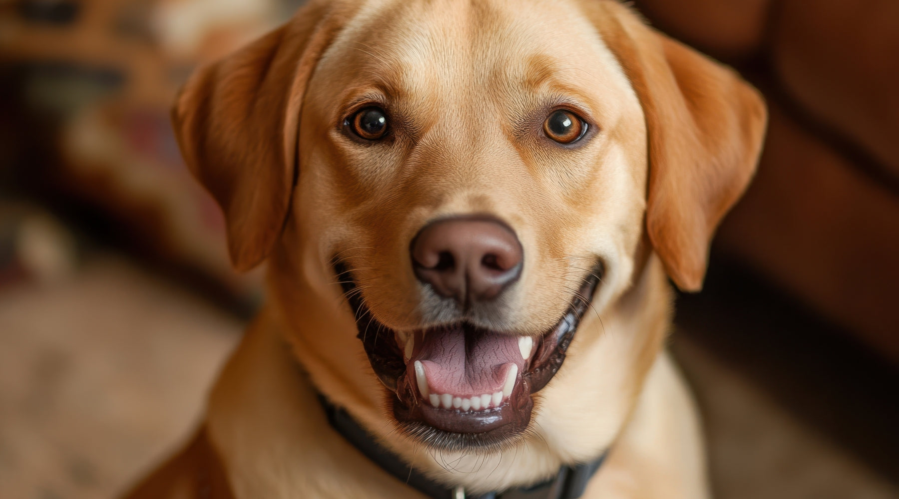 How to Keep Your Pet Happy When You're Busy or Working From Home