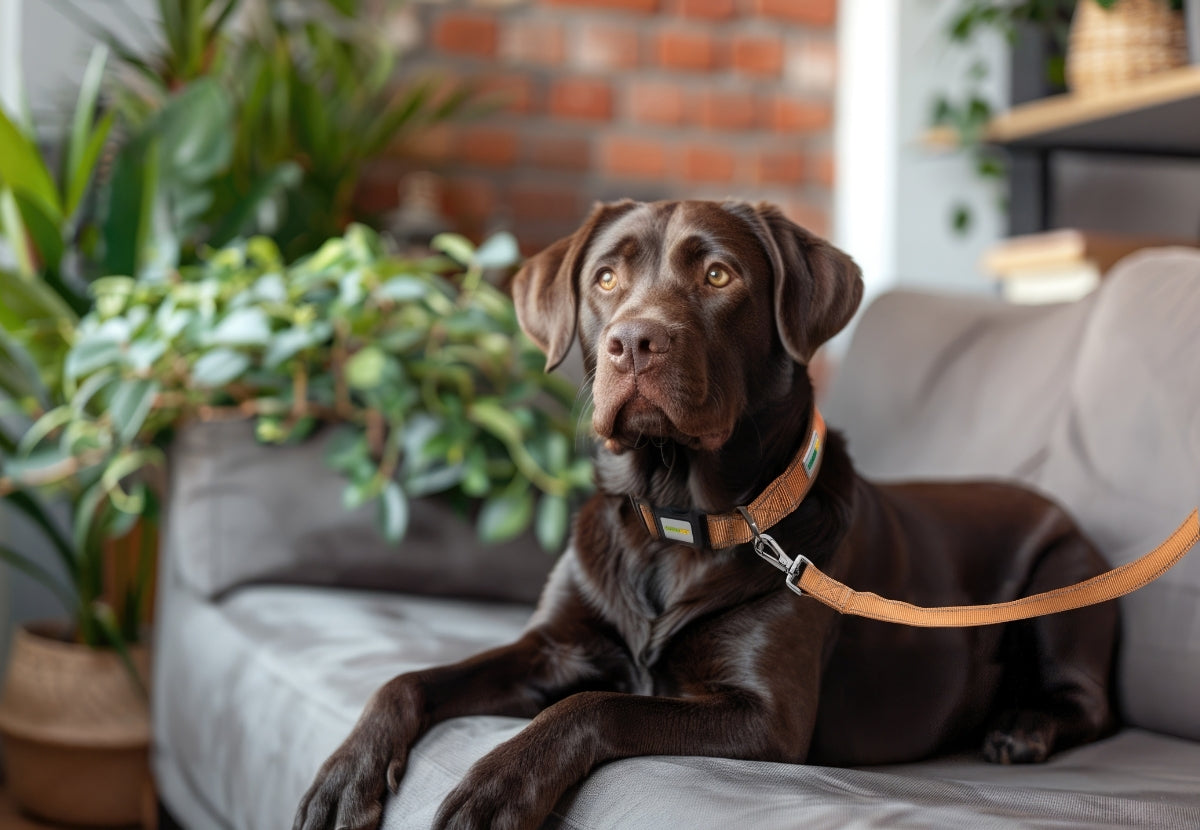 Walk in Style: The Best Dog Leash Ropes for Your Furry Friend
