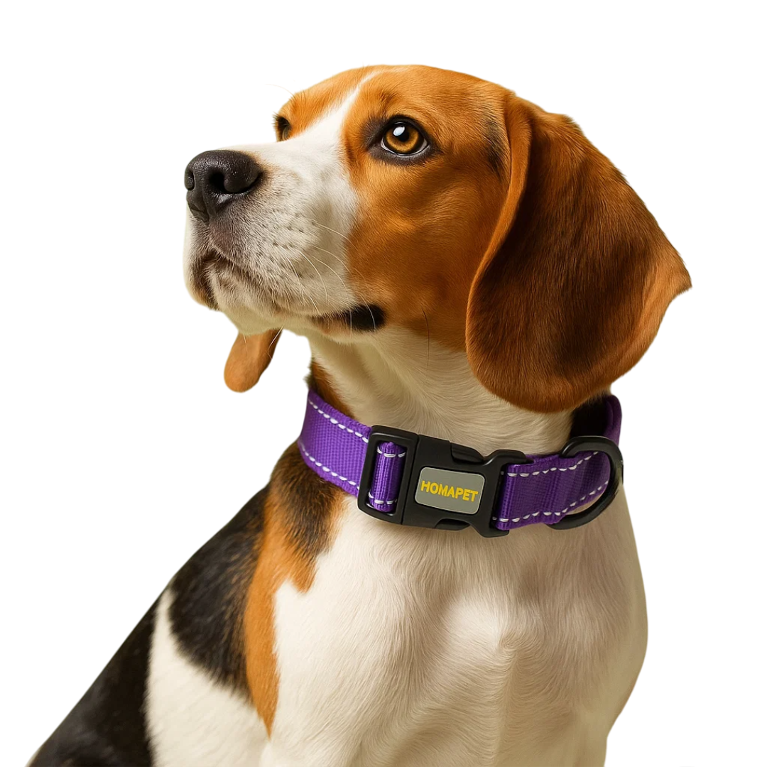 Who We Are – Homapet | Premium Pet Accessories Brand in California