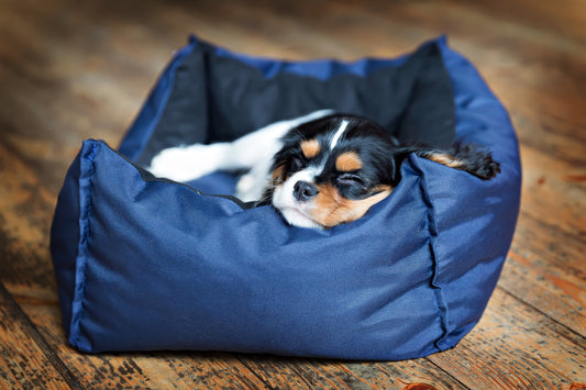 Dreamy Dog Beds: Where Comfort Meets Sweet Slumbers!