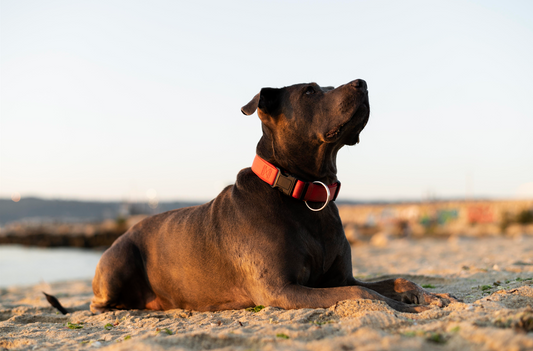 Personalized Perfection: Dog Collars for Style and Safety!"