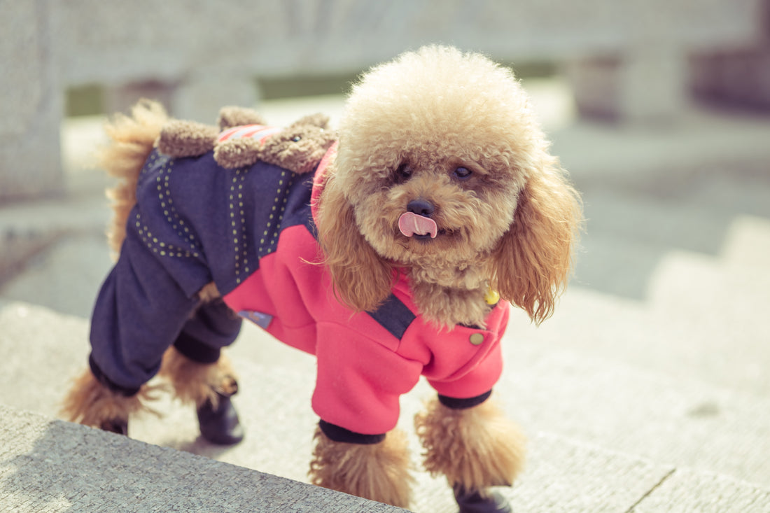 Stay Cozy and Stylish: Dog Puffer Jackets and Coats!