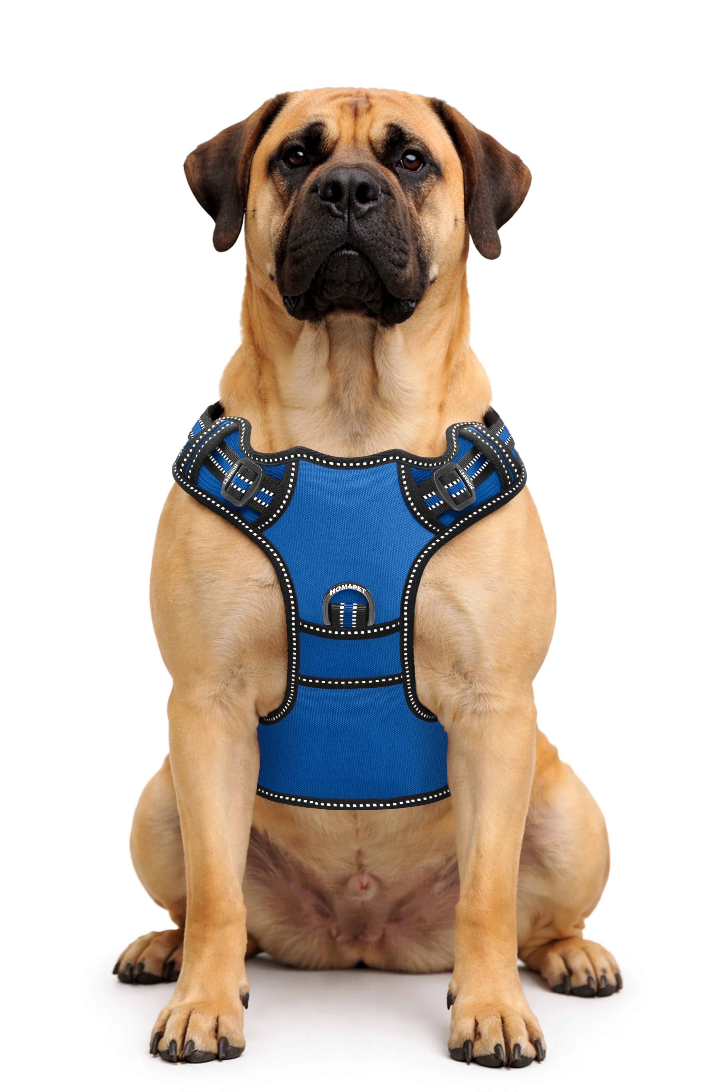 Royal Blue No Pull Dog Harness