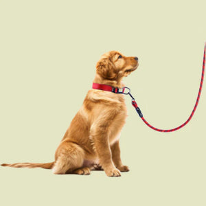 Dog Leash Ropes