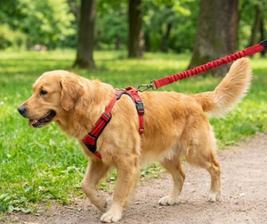 Nylon Full Bungee Leashes