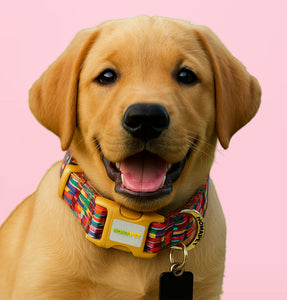 Dog Collars
