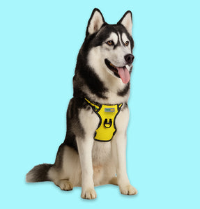 Dog Harness